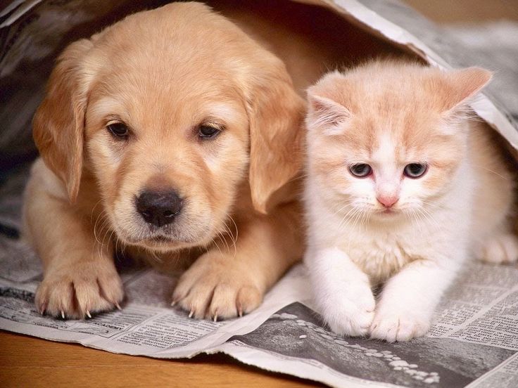 Gambar Anjing dan Kucing. Sumber Foto: Pinterest