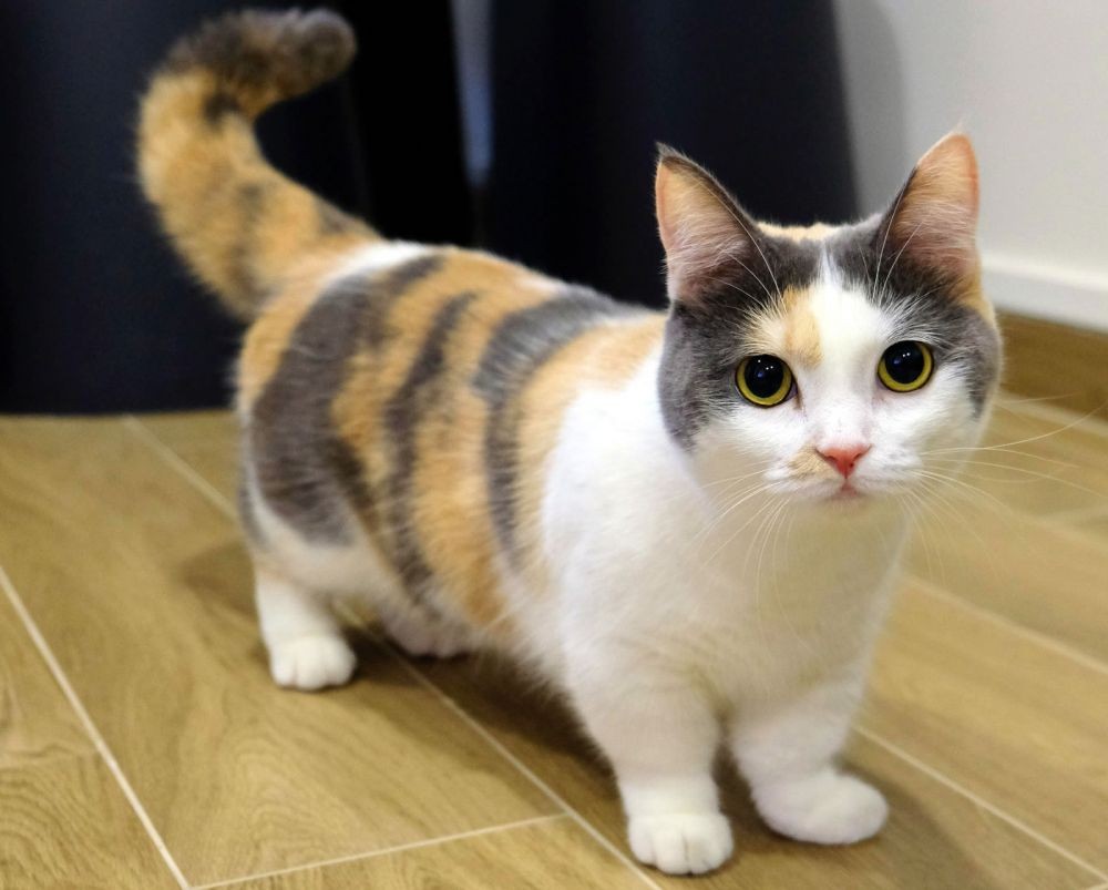 Memelihara kucing dapat bermanfaat bagi kesehatan fisik dan mental.