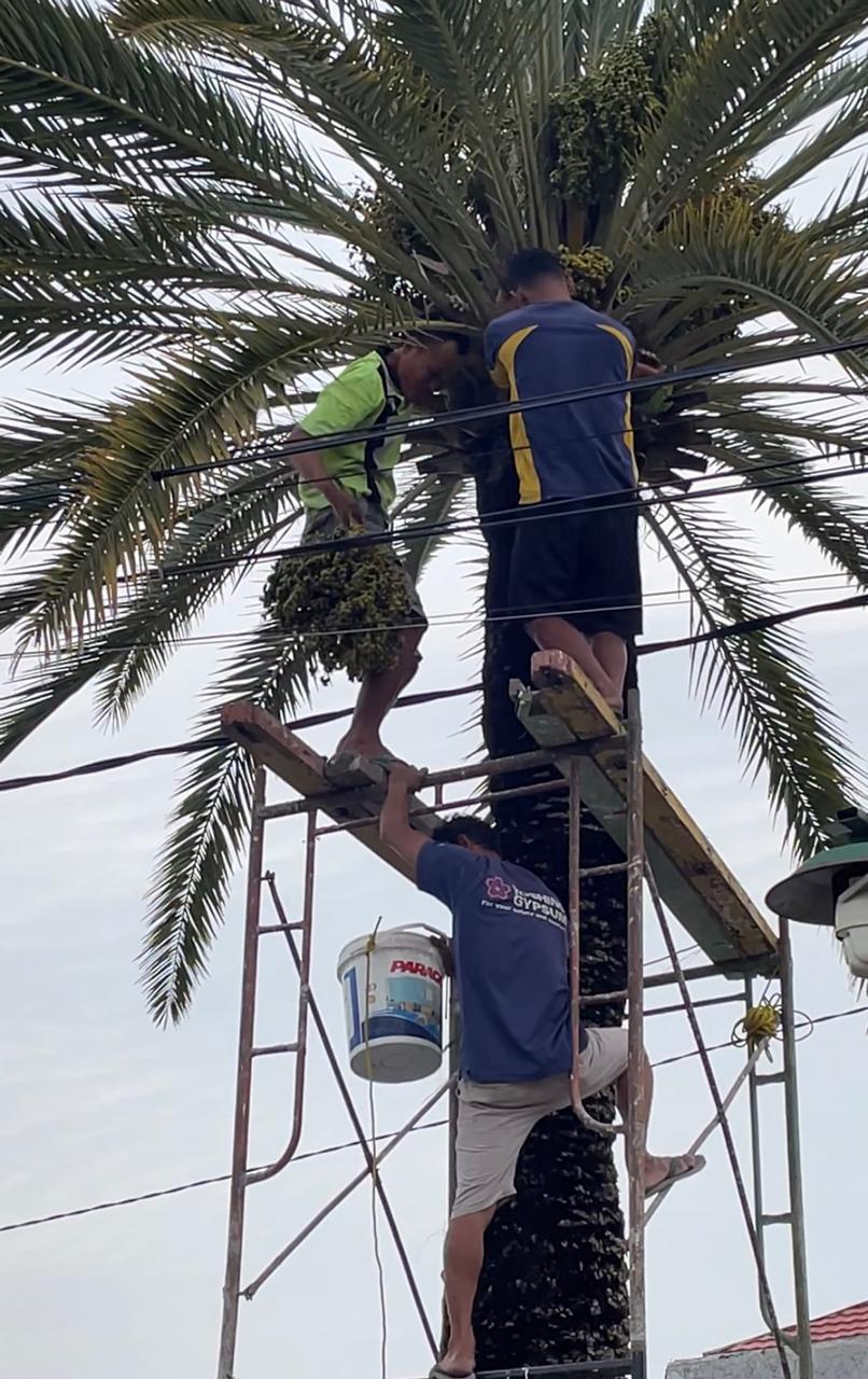 MELIMPAH: Pengurus Takmir Masjid Al Mubarok, Kelurahan/Kecamatan Prajurit Kulon, memanen buah kurma muda, kemarin (12/7).