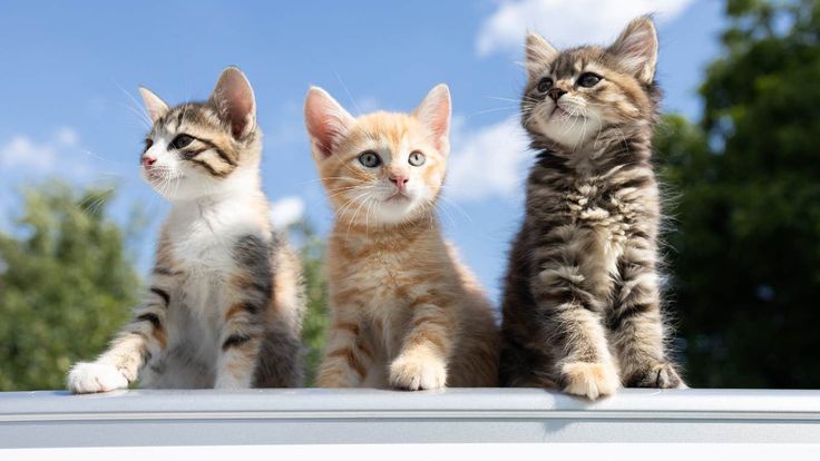 Waspadai Bulu Kucing yang Sering Rontok, Ini Penyebab dan Cara Mengatasinya (Sumber foto: pinterest)