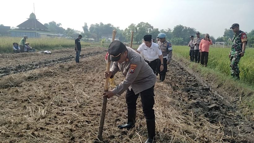 KOMPAK: Pemdes Singowangi dan Polsek Kutorejo melaksanakan tanam jagung kuartal ketiga, Rabu (16/7) lalu.