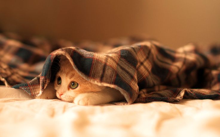 Kucing Bersembunyi - Pinterest