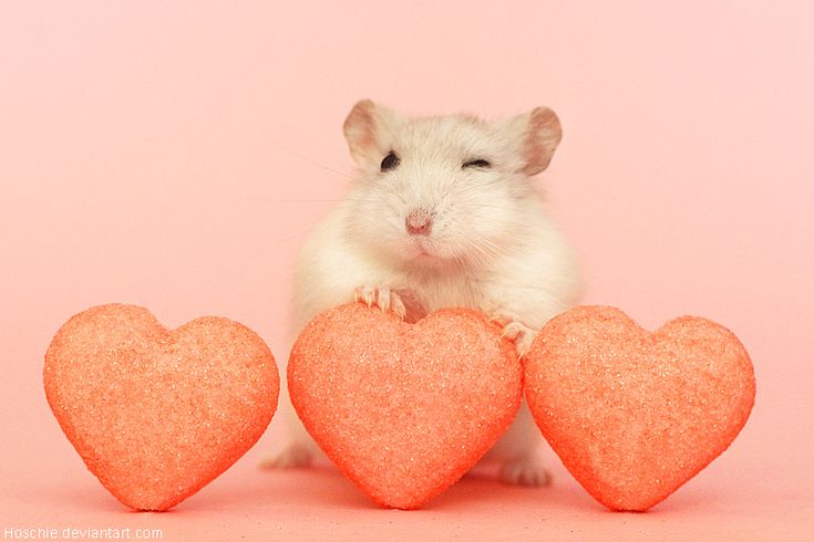 Hamster yang Lucu - Pinterest