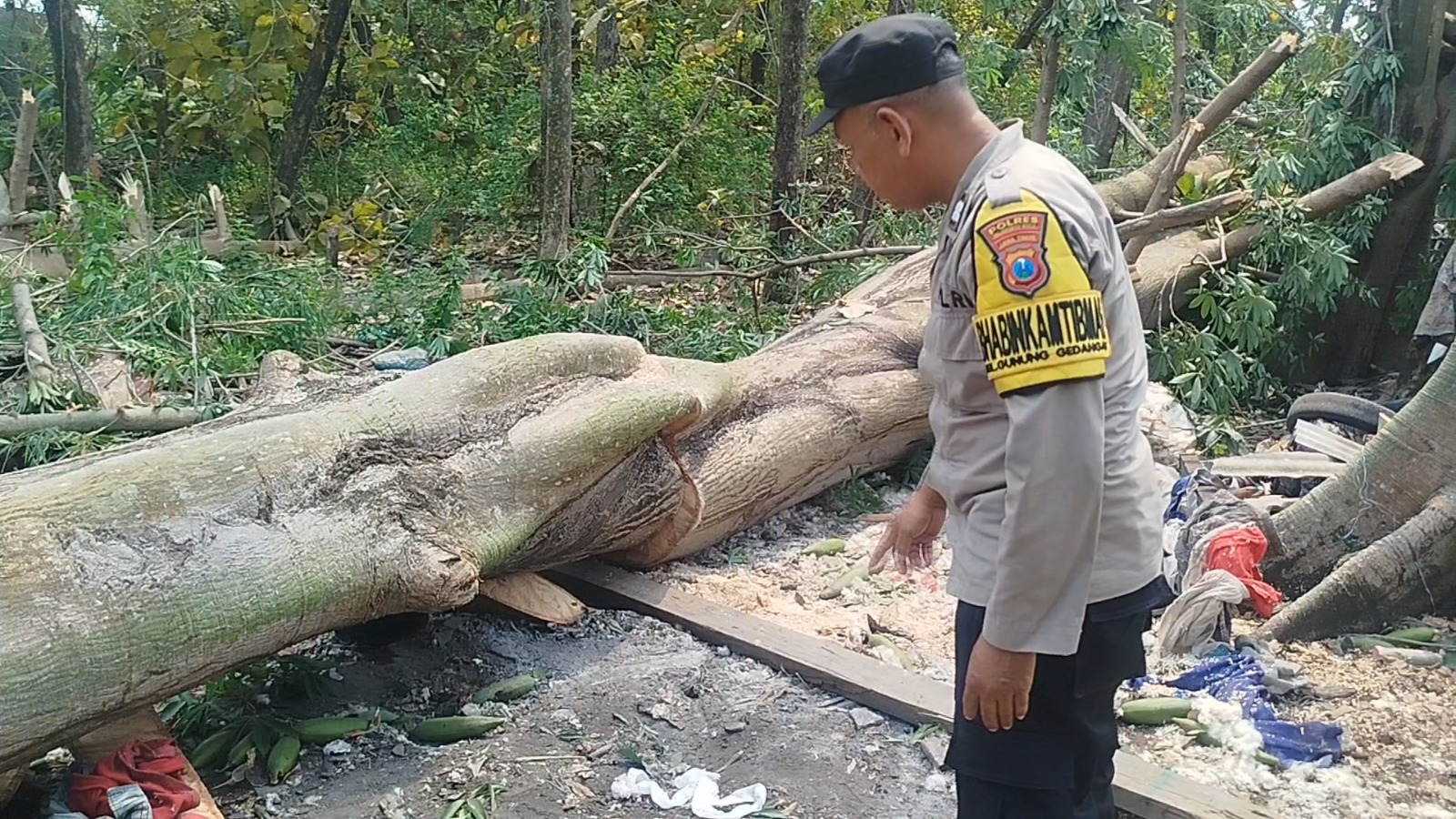 NAHAS: Seorang pekerja tewas saat menebang pohon randu di Lingkungan Kedungsari, Kelurahan Gunung Gedangan, Kecamatan Magersari, Kota Mojokerto, Minggu (27/7).