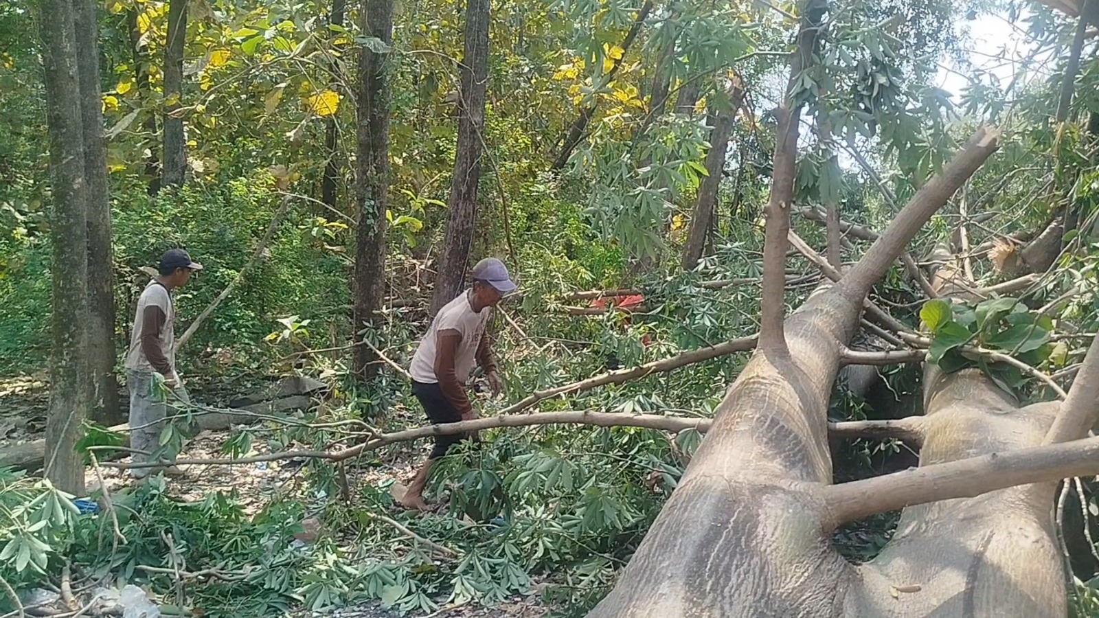 NAHAS: Seorang pekerja tewas saat menebang pohon randu di Lingkungan Kedungsari, Kelurahan Gunung Gedangan, Kecamatan Magersari, Kota Mojokerto, Minggu (27/7).