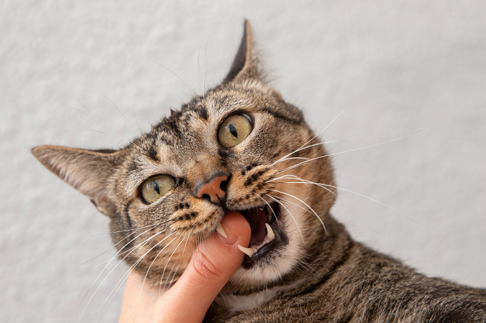 Kenapa Kucing Suka Menjilat dan Menggigit Pemiliknya? Ternyata Ini Alasannya
