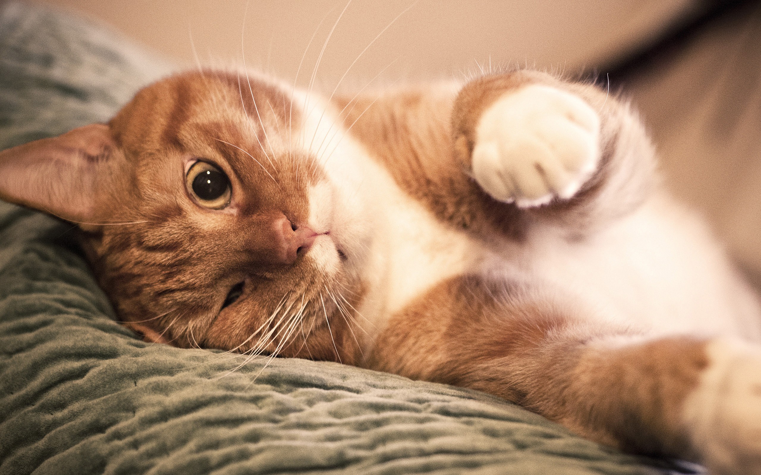 Kenali tanda-tanda bahwa kamu disukai kucing.