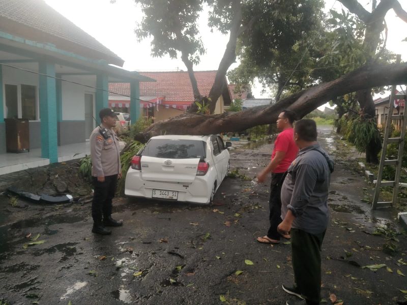 BAHAYA: Sebuah mobil ringsek usai ditimpa pohon mangga yang tumbang di halaman Kantor BLK Mojokerto, Desa Jabon, Kecamatan Mojoanyar, Rabu (20/8).
