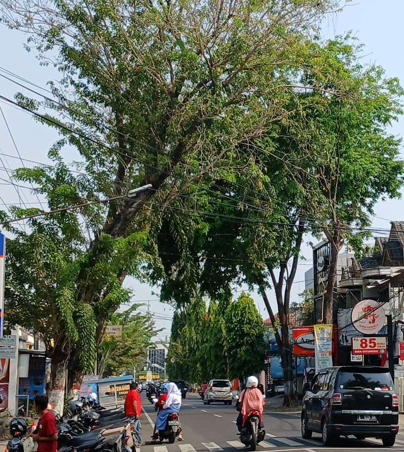 RIMBUN: Pengendara melintas di Jalan Mojopahit, Kota Mojokerto, yang dipayungi pohon besar, kemarin (25/8).