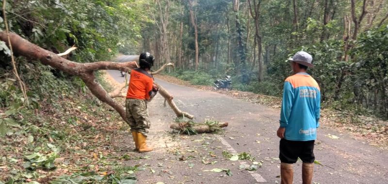 DIBERSIHKAN: Petugas gabungan mengevakuasi pohon tumbang di Jalan Raya Desa Kedungudi, Kecamatan Trawas, Rabu (27/8).