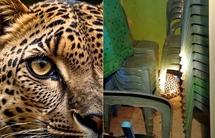 Heboh Macan Tutul Masuk ke Bangunan Bekas Balai Desa