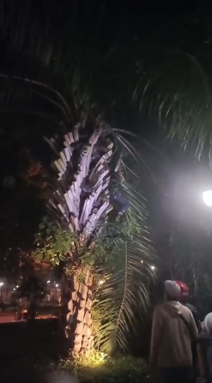 BIKIN HEBOH: Warga meminta pemuda turun dari pohon palem di Alun-Alun Wiraraja, Kota Mojokerto, kemarin (31/8).