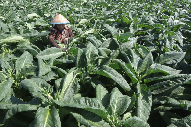 DAUN EMAS: Petani tembakau melakukan perawatan terhadap daun di lahan Desa Semampir, Kecamatan Kemlagi, Kabupaten Mojokerto, kemarin (31/8).