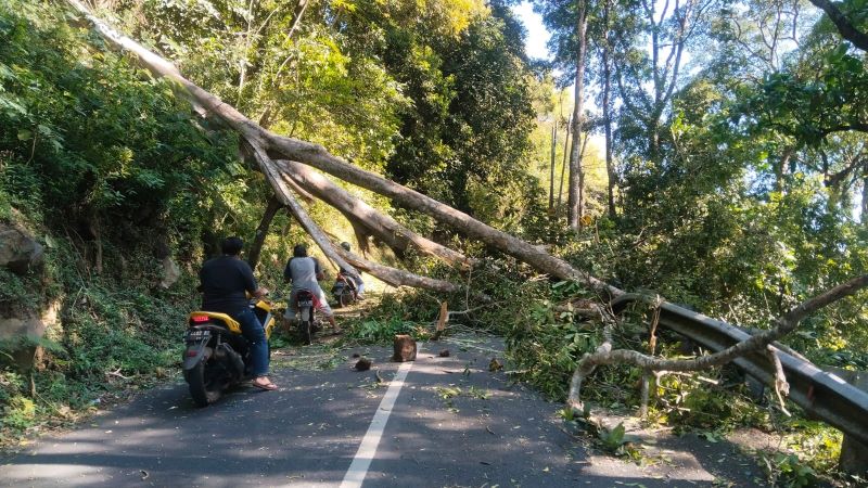 TUTUP JALAN: Pohon tumbang sempat membuat lalu lintas di Jalan Trawas - Pacet, Desa Cembor, Kecamatan Pacet, terputus, Selasa (2/9).