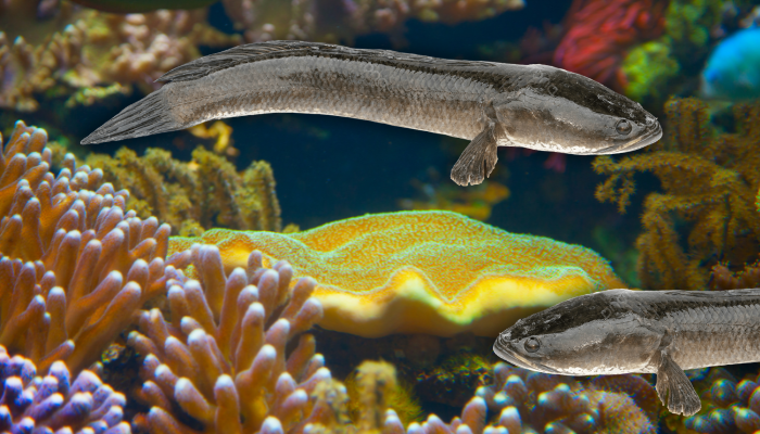 Ikan Gabus, Si Kecil yang Menyimpan 11 Kebaikan untuk Kesehatan