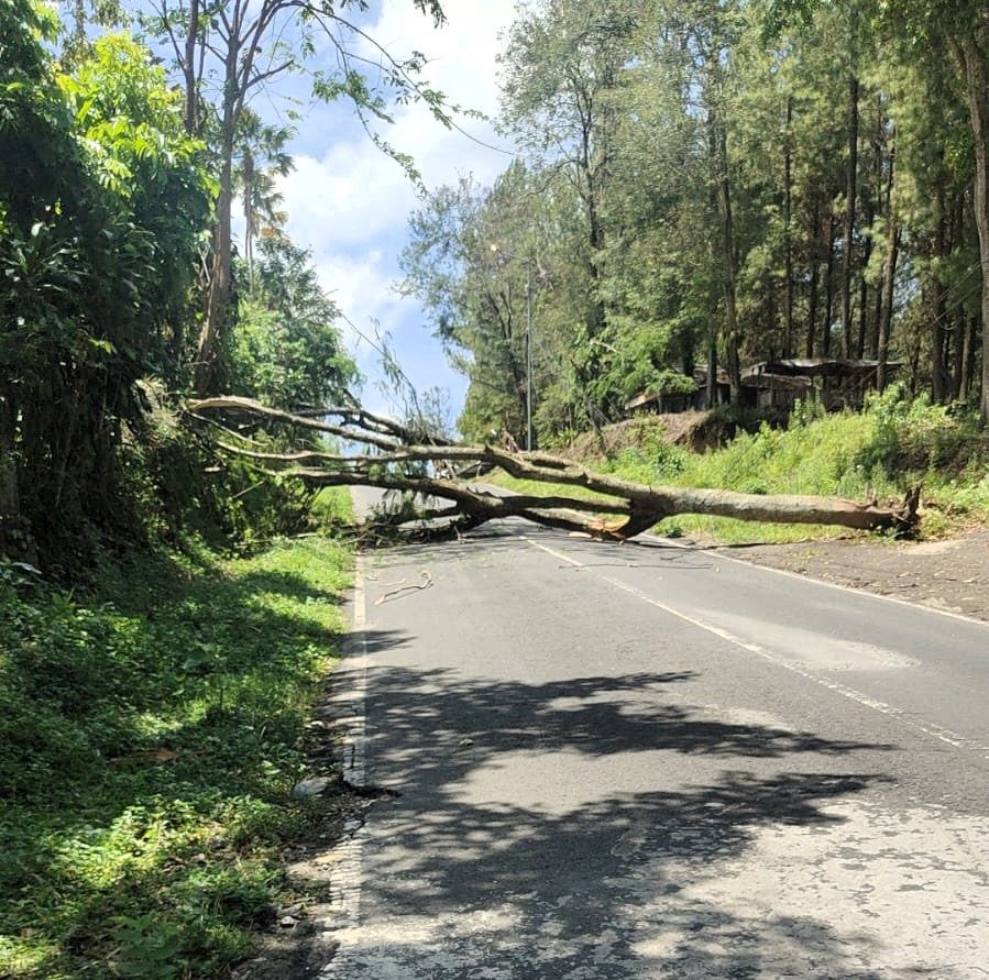 MELINTANG: Pohon tumbang menutup akses Jalan Raya Dusun Urung-Urung, Desa Jatijejer, Kecamatan Trawas, Kamis (11/9).