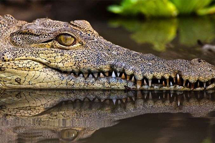 Buaya adalah salah satu hewan yang memiliki beberapa karakteristik unik dan menarik untuk dipelajari. Sumber foto: Google