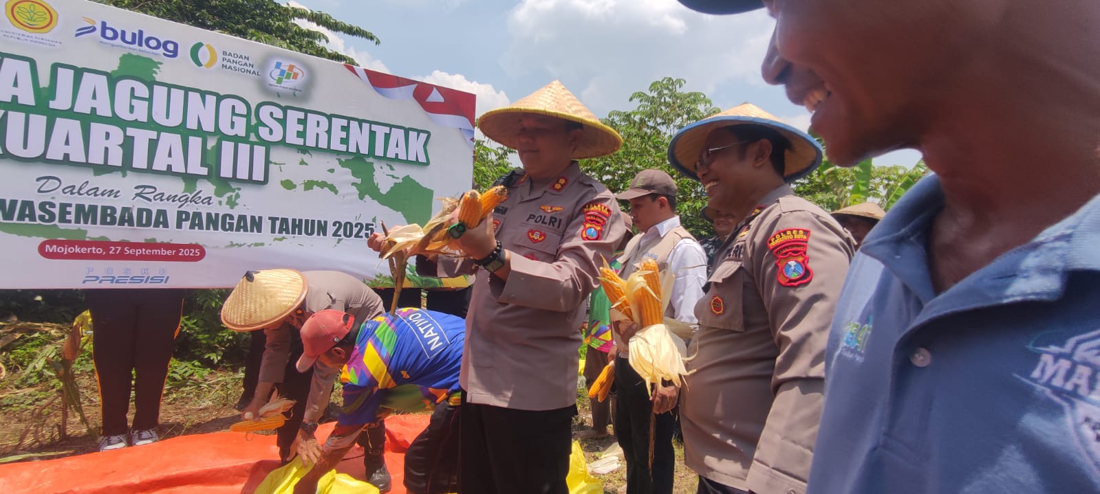 PANEN: Kapolres Mojokerto Kota AKBP Hendriawan memanen jagung di kawasan Prajurit Kulon, Kota Mojokerto, Sabtu (27/9).