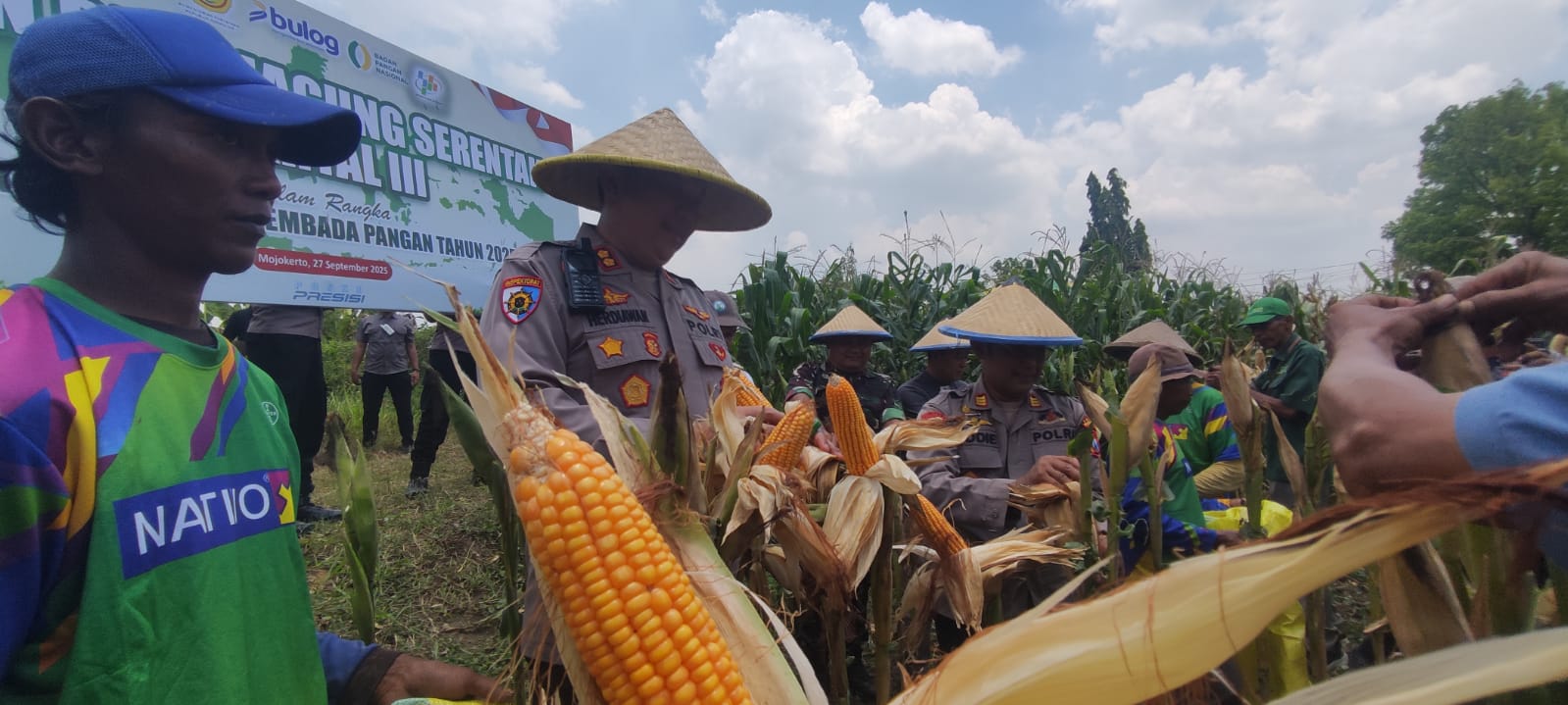 PANEN: Kapolres Mojokerto Kota AKBP Hendriawan memanen jagung di kawasan Prajurit Kulon, Kota Mojokerto, Sabtu (27/9).