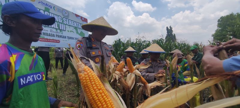 PANEN: Kapolres Mojokerto Kota AKBP Hendriawan memanen jagung di kawasan Prajurit Kulon, Kota Mojokerto, Sabtu (27/9).