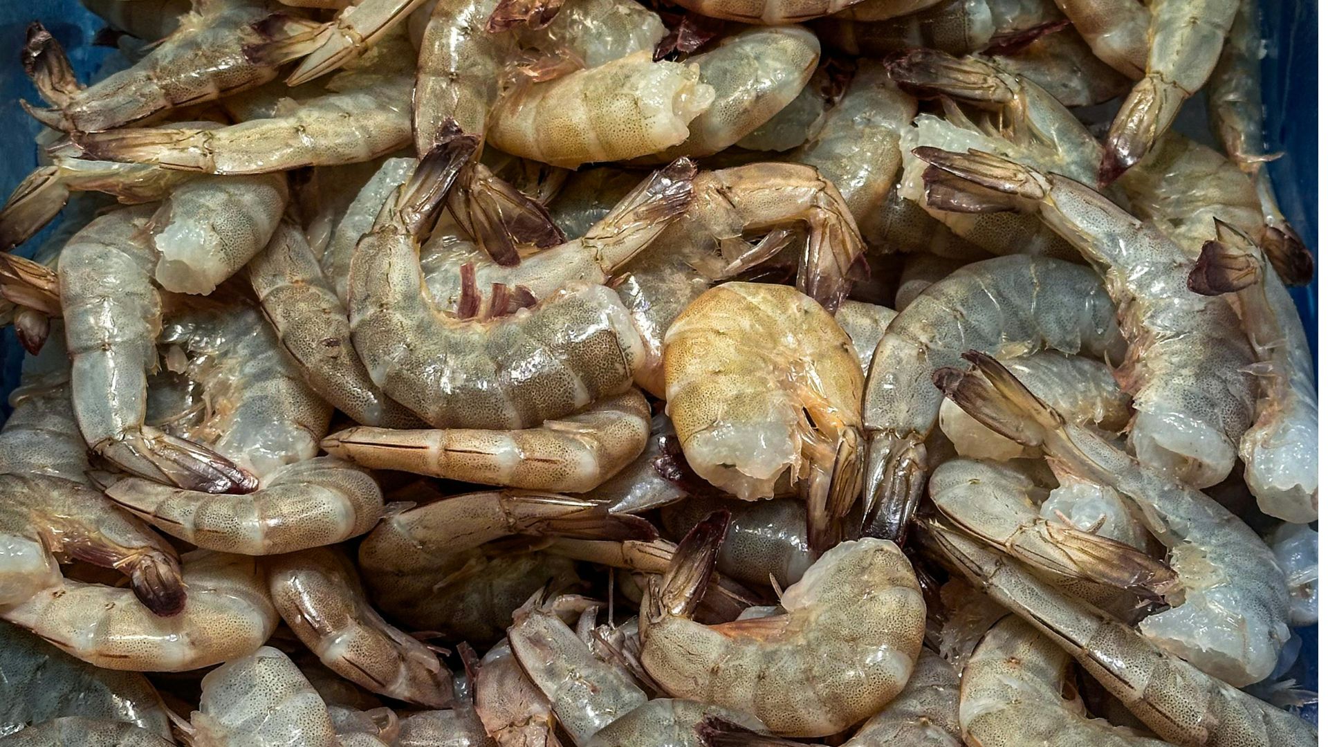 Kasus ekspor udang dari Indonesia ke Amerika Serikat dicurigai terpapar radioaktif Cs-137, menjadi perhatian publik di akhir September 2025.
