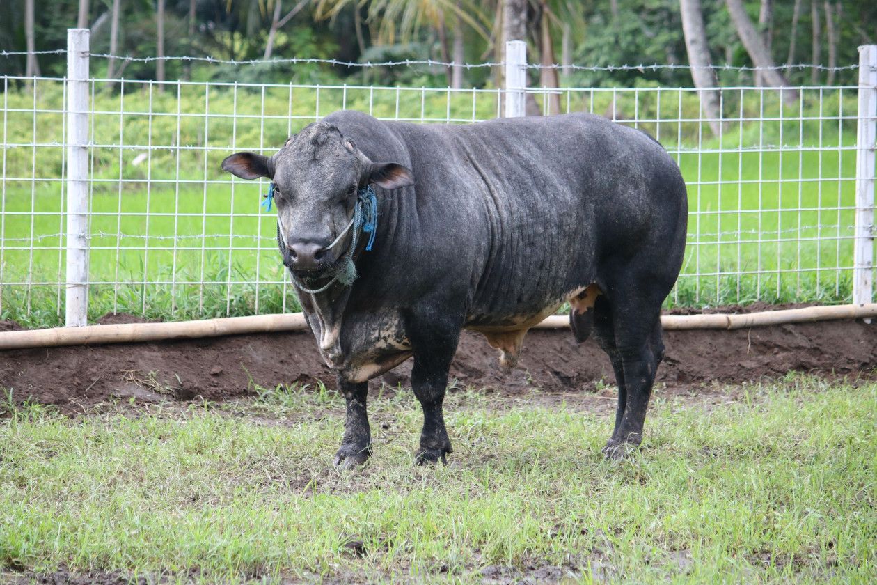 Sejarah baru peternakan Indonesia, sapi Gama jadi harapan kedaulatan pangan