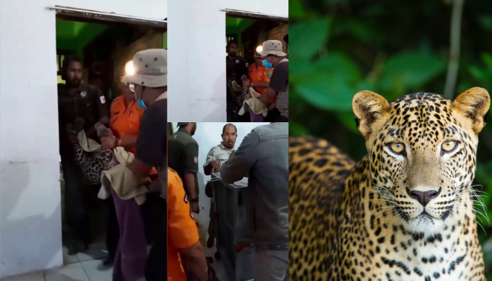Macan tutul menggemparkan Bandung! Masuk ke hotel, dievakuasi selama 3 jam, dan akan direhabilitasi sebelum kembali ke habitatnya.