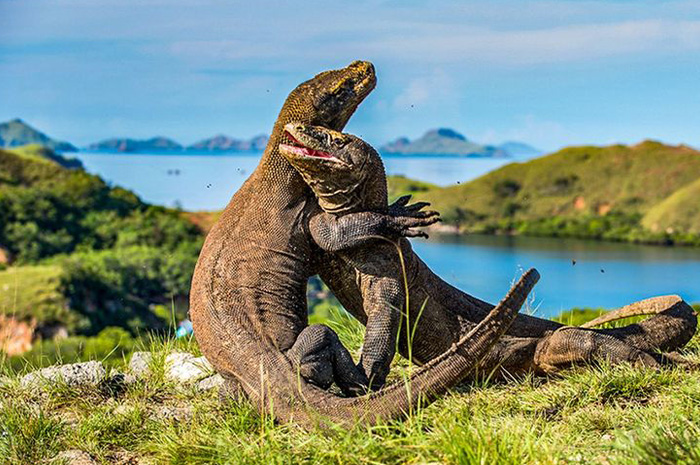 Pulau Komodo merupakan salah satu destinasi wisata paling ikonik di Indonesia yang dikenal di seluruh dunia.  sumber foto: pinterets