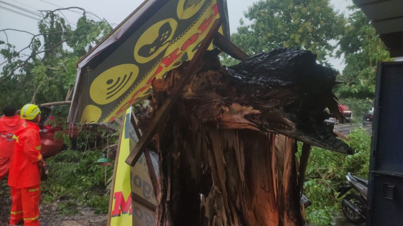 TIMPA MOBIL: Petugas mengevekuasi pohon tumbang di Jalan Raya Mlirip, Kecamatan Jetis, Kabupaten Mojokerto, kemarin (8/10).