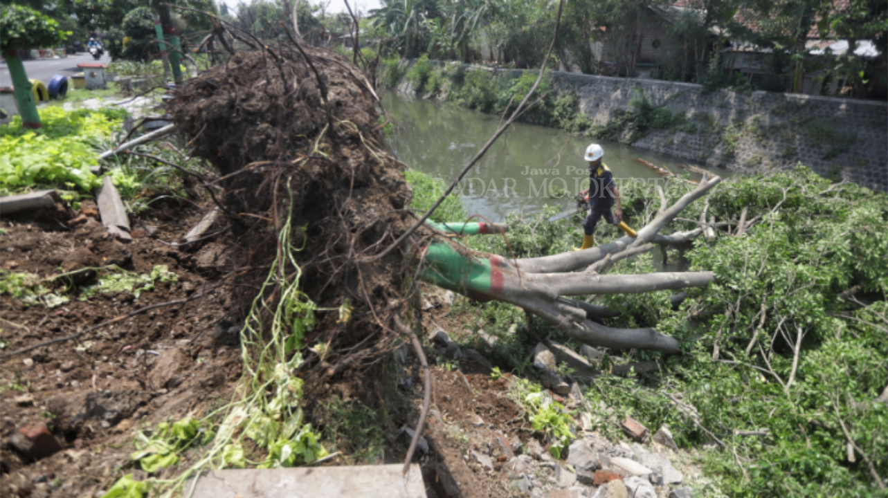 PANCAROBA: Pohon tumbang di hantaran Sungai Sadar kawasan Kota Mojokerto, Jumat (10/10). Sejumlah pohon yang tumbang itu akibat angin kencang melanda Kota Mojokerto, Rabu (8/10).