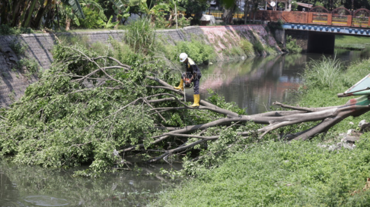 DAMPAK BENCANA: Pohon tumbang di bantaran Sungai Sadar Kota Mojokerto, Jumat (10/10).
