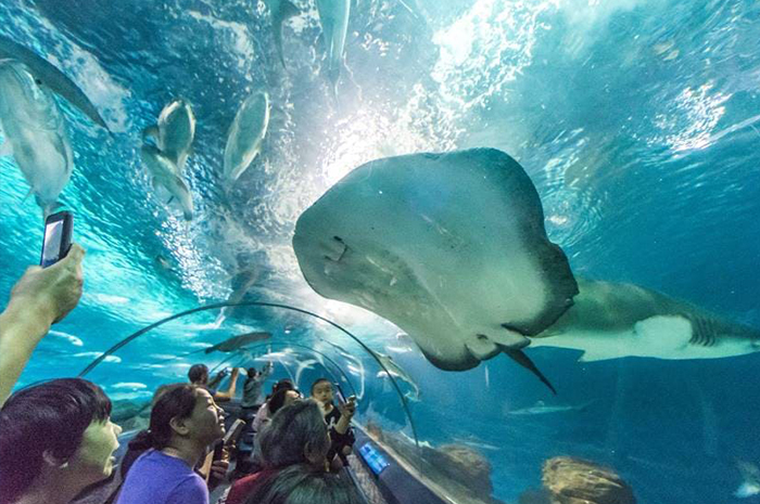 Di Shanghai, China, ada sebuah akuarium yang terkenal sebagai salah satu aquarium terbesar dan paling modern di Asia. Sumber foto: Google
