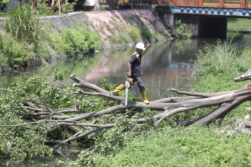 DAMPAK ANGIN KENCANG: Petugas BBWS memotong pohon yang tumbang di Sungai Sadar, Lingkungan Tropodo, Kelurahan Meri, Kecamatan Kranggan, Kota Mojokerto, Jumat (10/10).