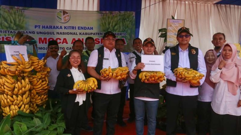 HASIL BUMI: Bupati Muhammad Albarraa didampingi Wakil Bupati M. Rizal Octavian dan Kepala Dinas Pertanian Ludfi Ariyono menunjukkan pisang moca anjasmara yang menjadi hasil bumi unggulan.
