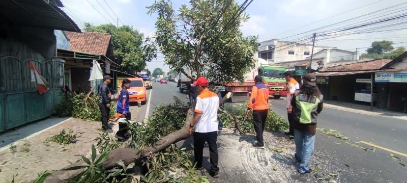 DIBERSIHKAN: Petugas mengevakuasi pohon mangga yang tumbang menutup Jalan Raya Mojokerto - Mojosari, Desa/Kecamatan Bangsal, Rabu (15/10).