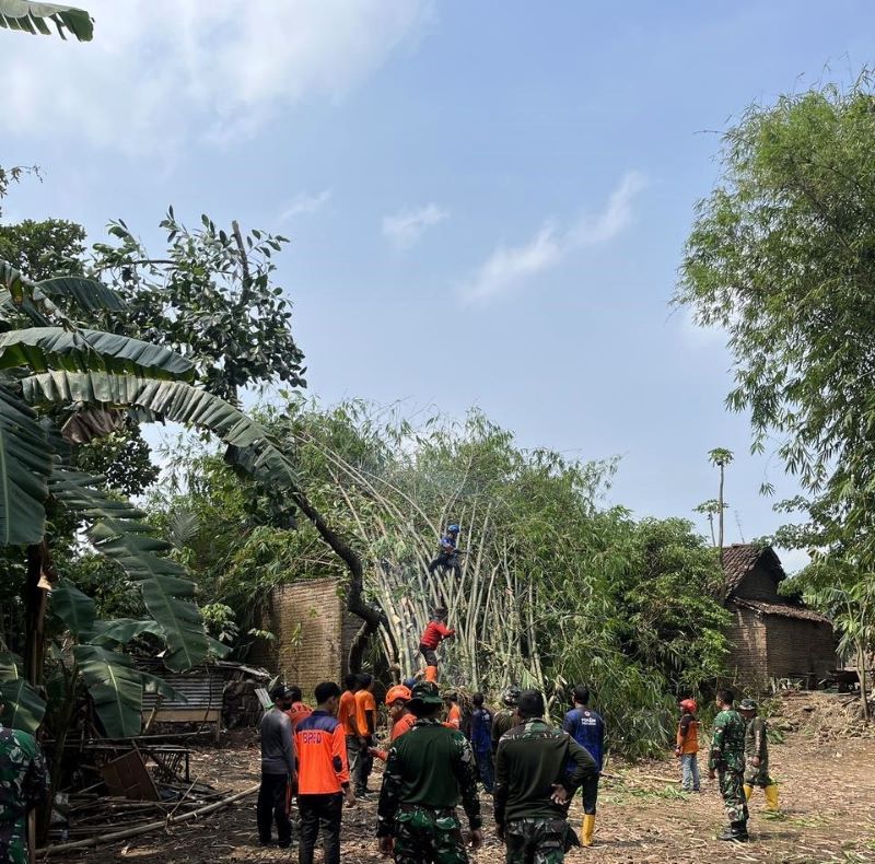 DIEVAKUASI: Petugas BPBD Kabupaten Mojokerto mengevakuasi rumpun bambu yang tumbang menimpa rumah warga di Desa Jatipasar, Kecamatan Trowulan, kemarin (20/10).