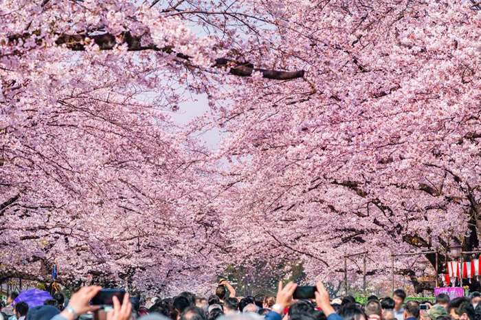 Setiap musim semi tiba, Jepang seolah berubah menjadi negeri impian yang diselimuti warna merah muda lembut dari bunga sakura. sumber foto: pinterest