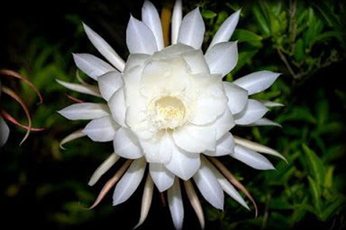 Dalam kekayaan  budaya Jawa yang kaya akan simbolisme dan makna spiritual. Sumber Foto: Pinterest