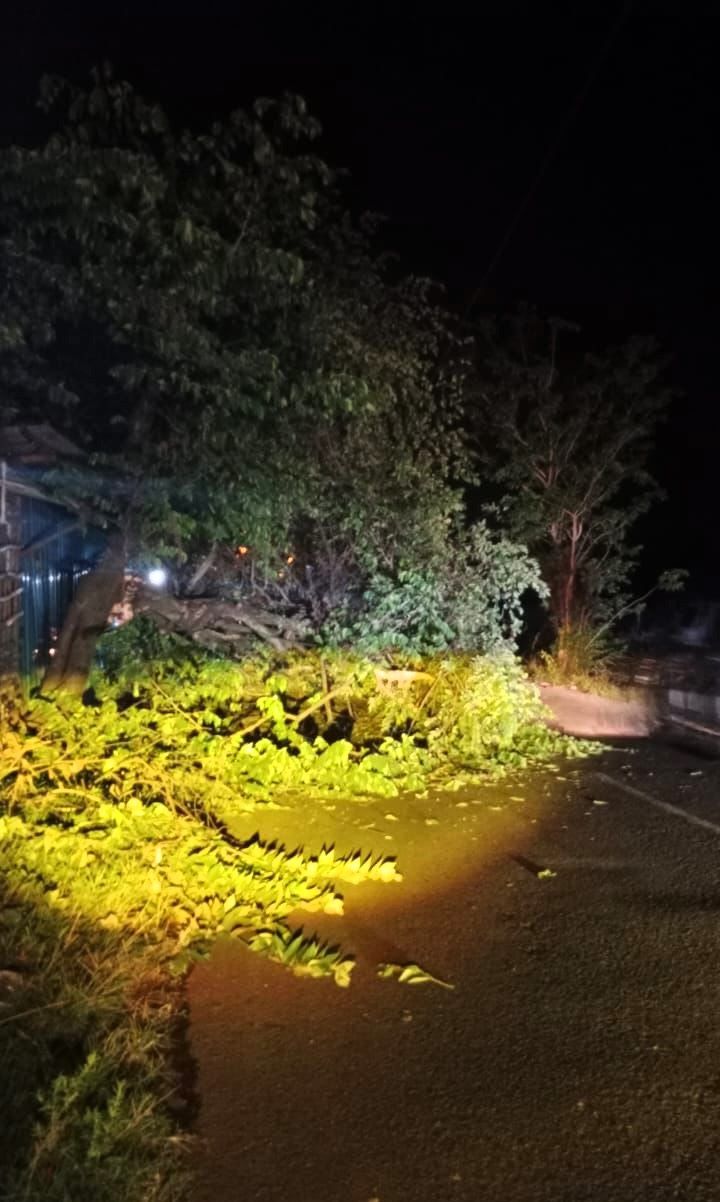 MENUTUP JALAN: Pohon kersen di tepi Jalan Raya Desa Kesimantengah, Kecamatan Pacet, tumbang, Senin (27/10) malam.