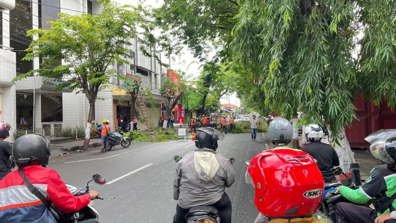 DIRABAS: Pemangkasan pohon di Jalan Mojopahit, Kota Mojokerto, oleh petugas PLN beberapa waktu lalu.
