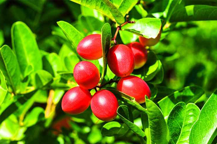 Miracle berry menjadi salah satu buah yang sangat menarik perhatian dalam ranah kuliner populer sekaligus penelitian ilmiah. Sumber foto: Google