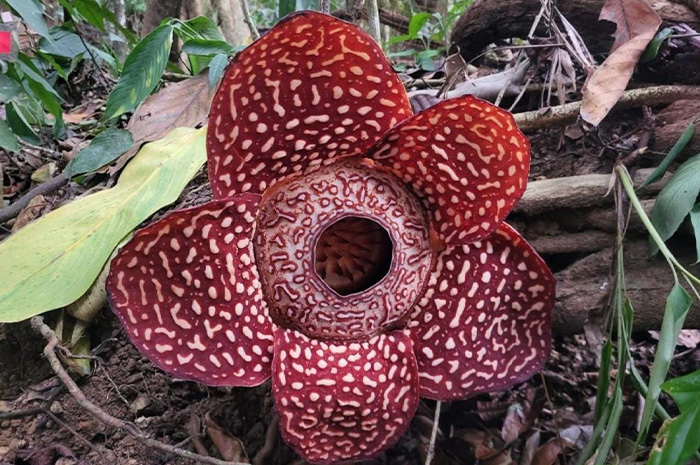 Di tengah lebatnya hutan tropis Sumatera, tersembunyi sebuah keajaiban alam yang membuat siapa pun terpesona sekaligus terheran. Sumber Foto: Google