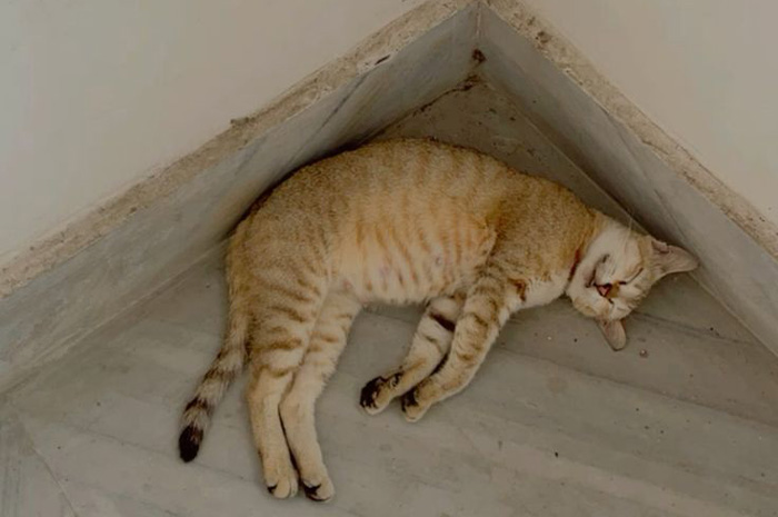 Kadang tanpa disadari, kucing yang biasanya aktif, manja, dan suka bermain tiba-tiba berubah menjadi pendiam. Sumber foto: Pinterest