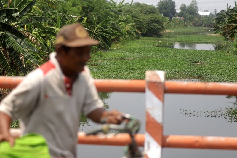 MUSIM HUJAN: Aliran Sungai Sadar yang melintasi tengah Kota Mojokerto dipenuhi eceng gondok.