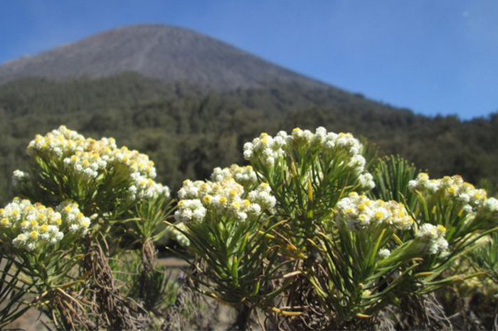 Bunga Edelweiss merupakan salah satu ikon alam pegunungan Indonesia yang penuh pesona dan makna mendalam. sumber foto: pinterest