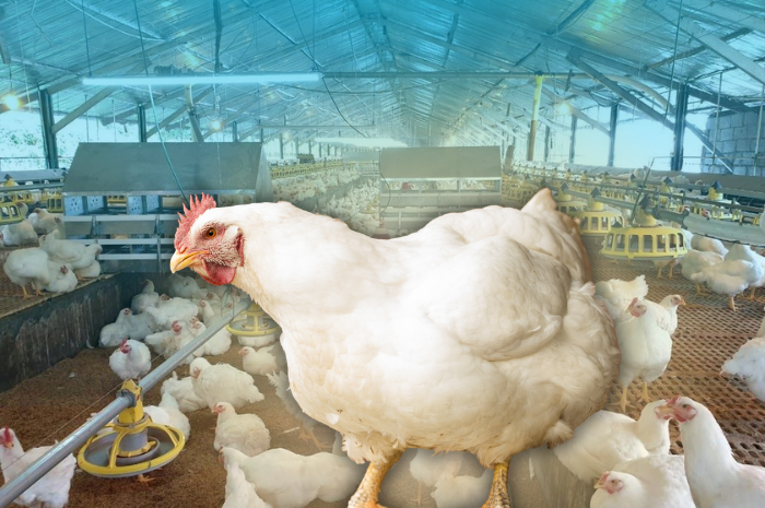 Imbas Listrik Padam 18 Ribu Ayam Mati, Peternakan di Aceh Gugat PLN.
