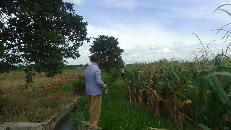 DALAM PROSES: Pemdes Klinterejo, Kecamatan Sooko, menilik sekaligus mengukur areal persawahan yang sedianya bakal diambil alih oleh negara untuk mendukung pelestarian cagar budaya.