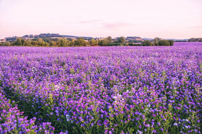 Bunga lavender dikenal sebagai salah satu bunga paling memikat di dunia, bukan hanya karena warna ungunya yang cantik, sumber foto: pinterest