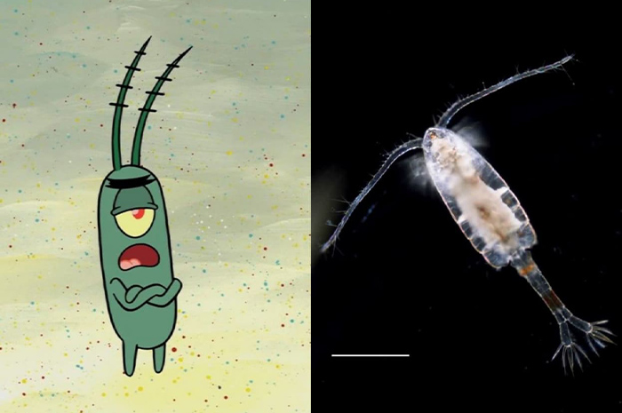 Di dalam kartun Spongebob Squarepants ada salah satu karakter kecil yang paling mencuri perhatian, yaitu Plankton. Sumber foto: Pinterest