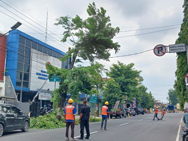 RAWAN TUMBANG: Proses pemangkasan pohon peneduh di Jalan Mojopahit, Kota Mojokerto, kemarin (27/11).